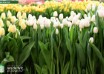 Tulipa Antarctica ® (2)